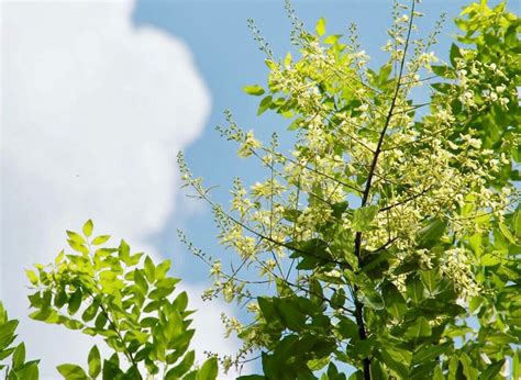 槐樹 意味|エンジュ(槐)の花言葉｜由来や特徴、種類もある？｜ 